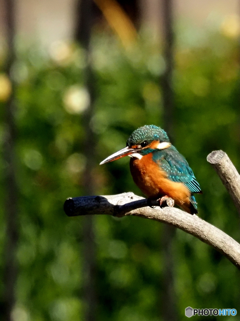 カワセミ463