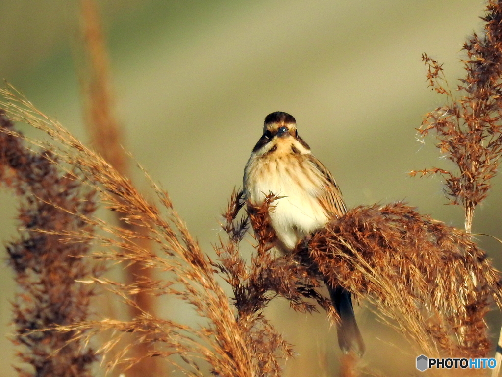 オオジュリン80