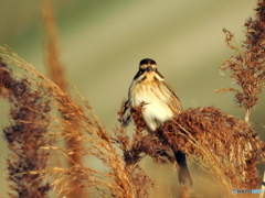 オオジュリン80