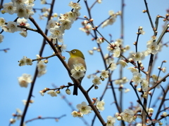 春メジロ25