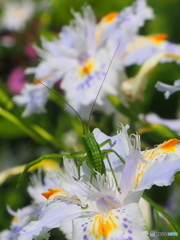 花とバッタ