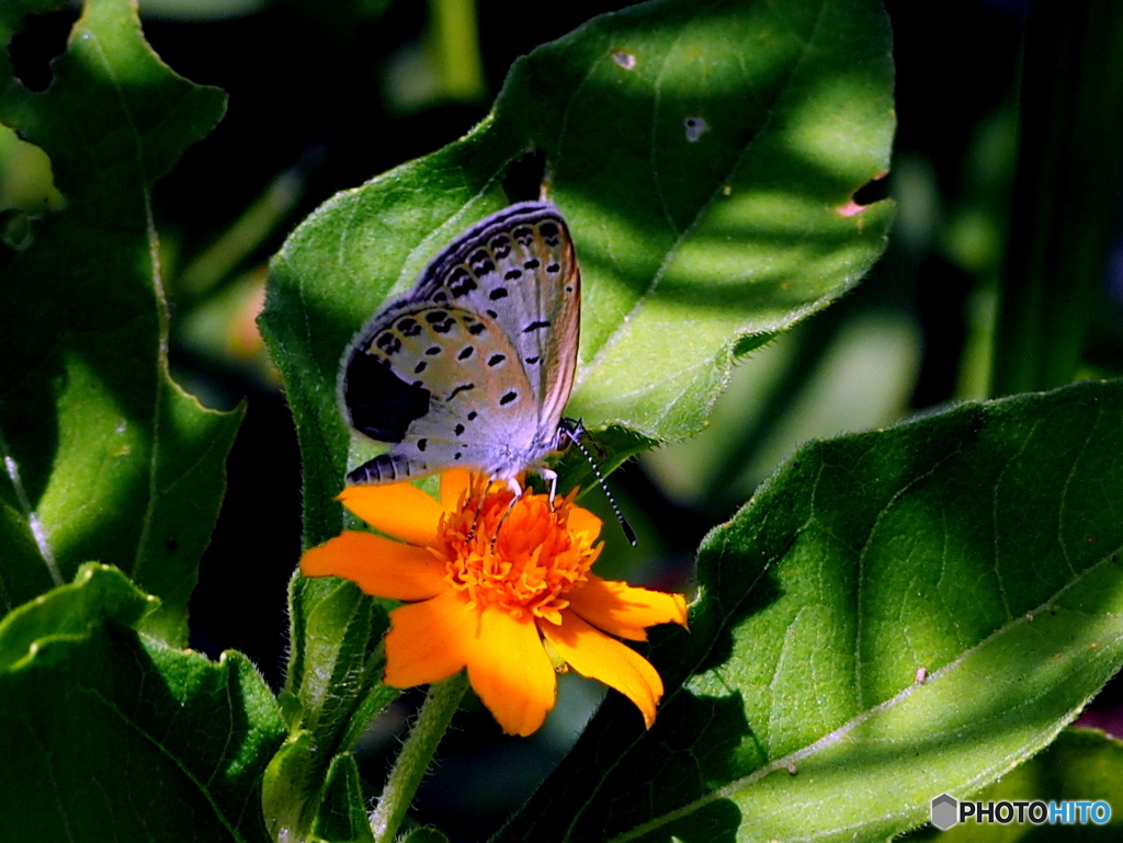 花と蝶19-⑦