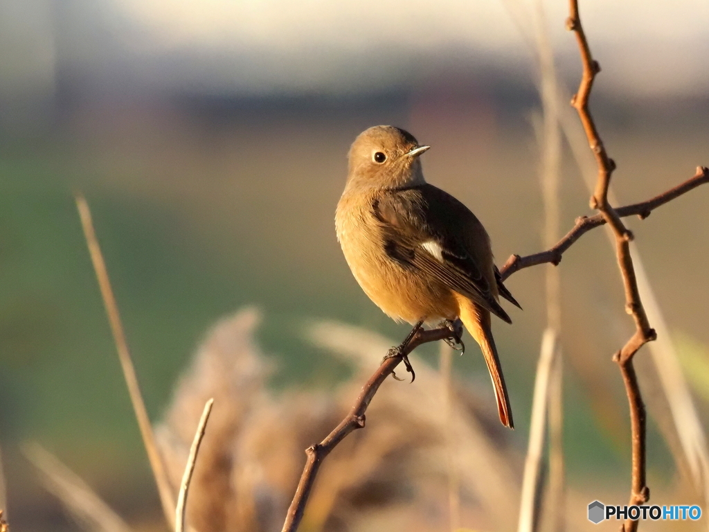 ジョウビタキ362