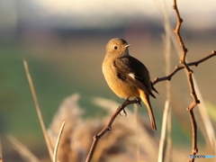 ジョウビタキ362