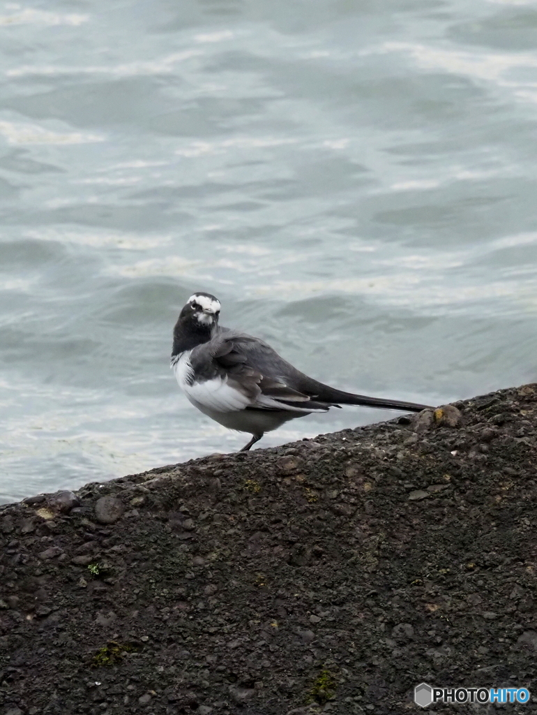 セグロセキレイ157