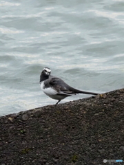 セグロセキレイ157