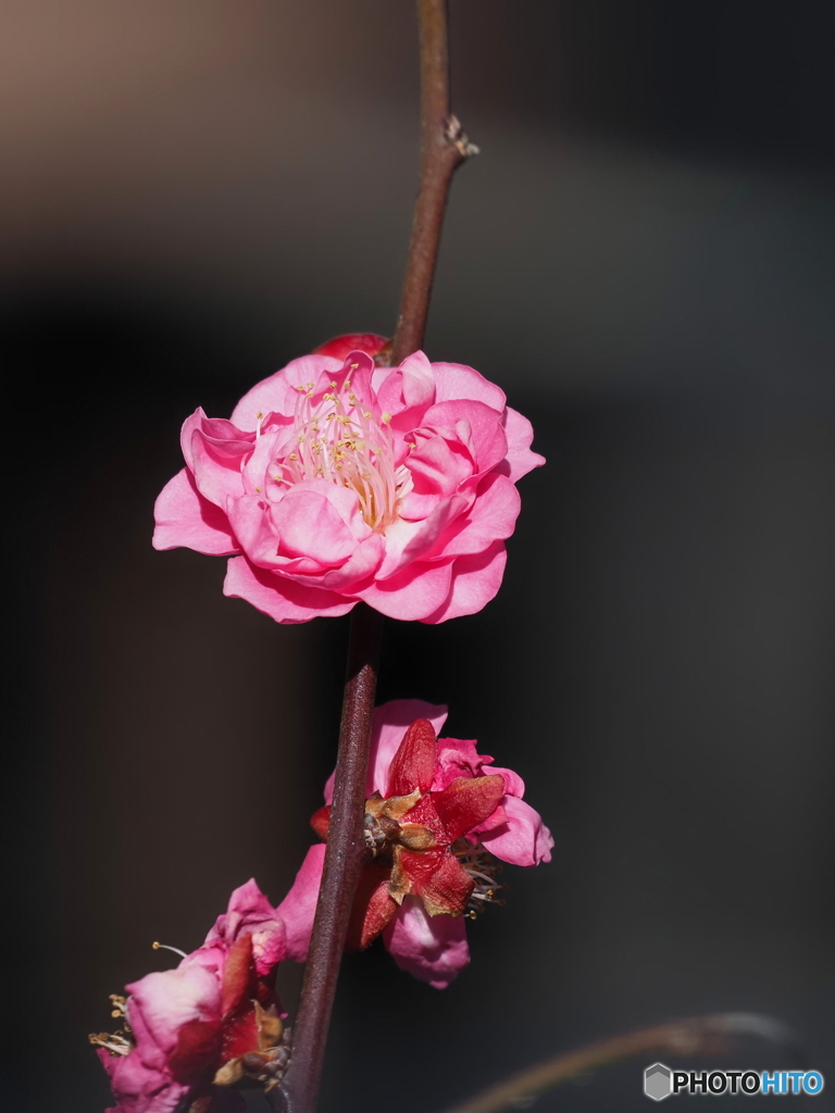 紅梅24-①