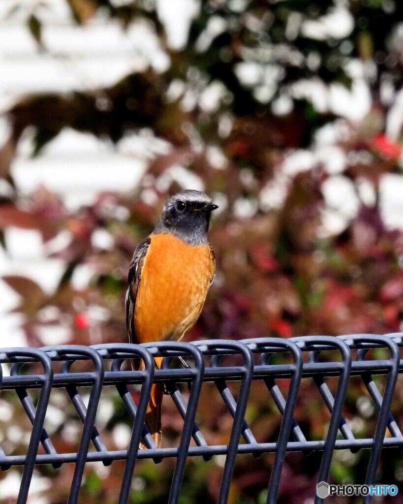 ジョウビタキ277