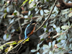 カワセミ87