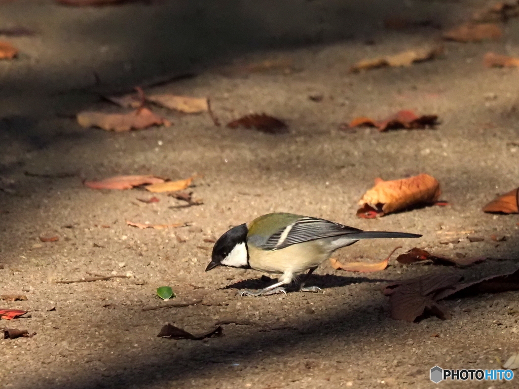 シジュウカラ399