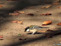 シジュウカラ399