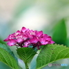 紫陽花21-11