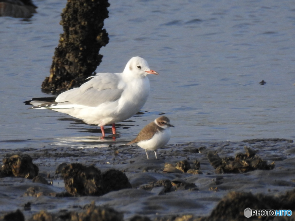 シロチドリ・ユリカモメ