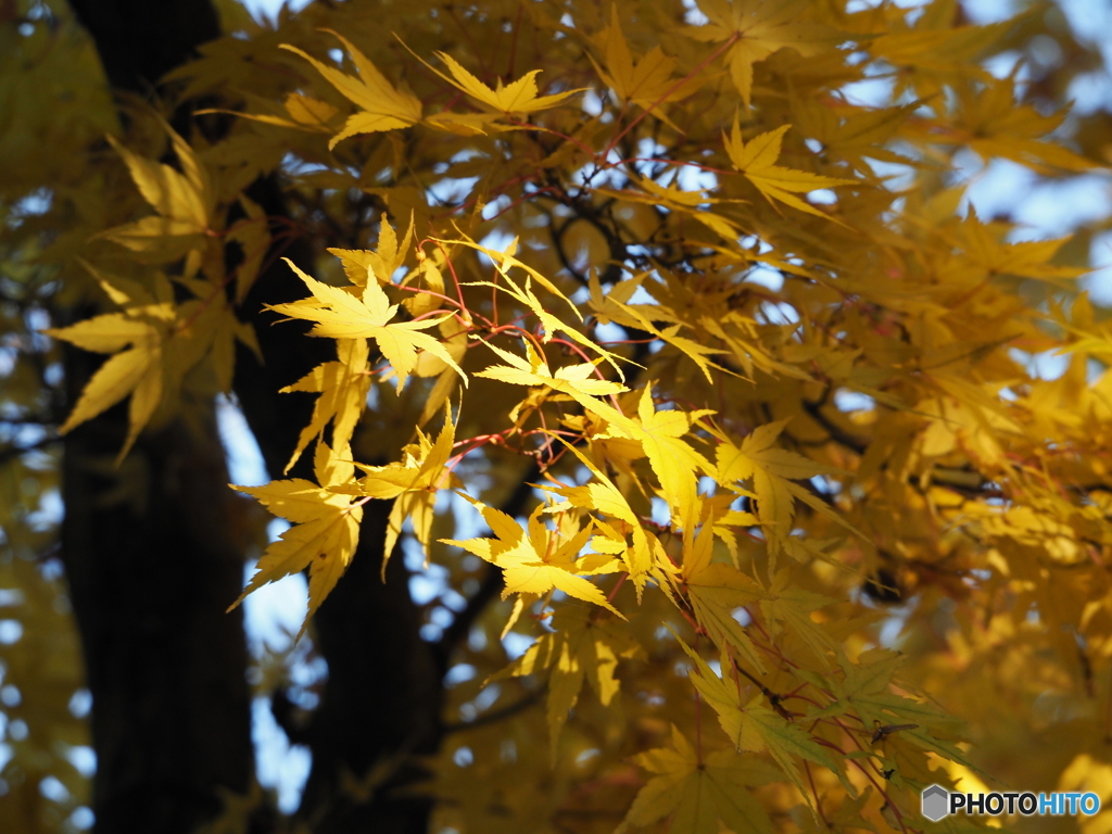 紅葉20-⑦