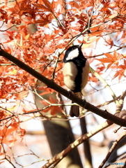 シジュウカラ120