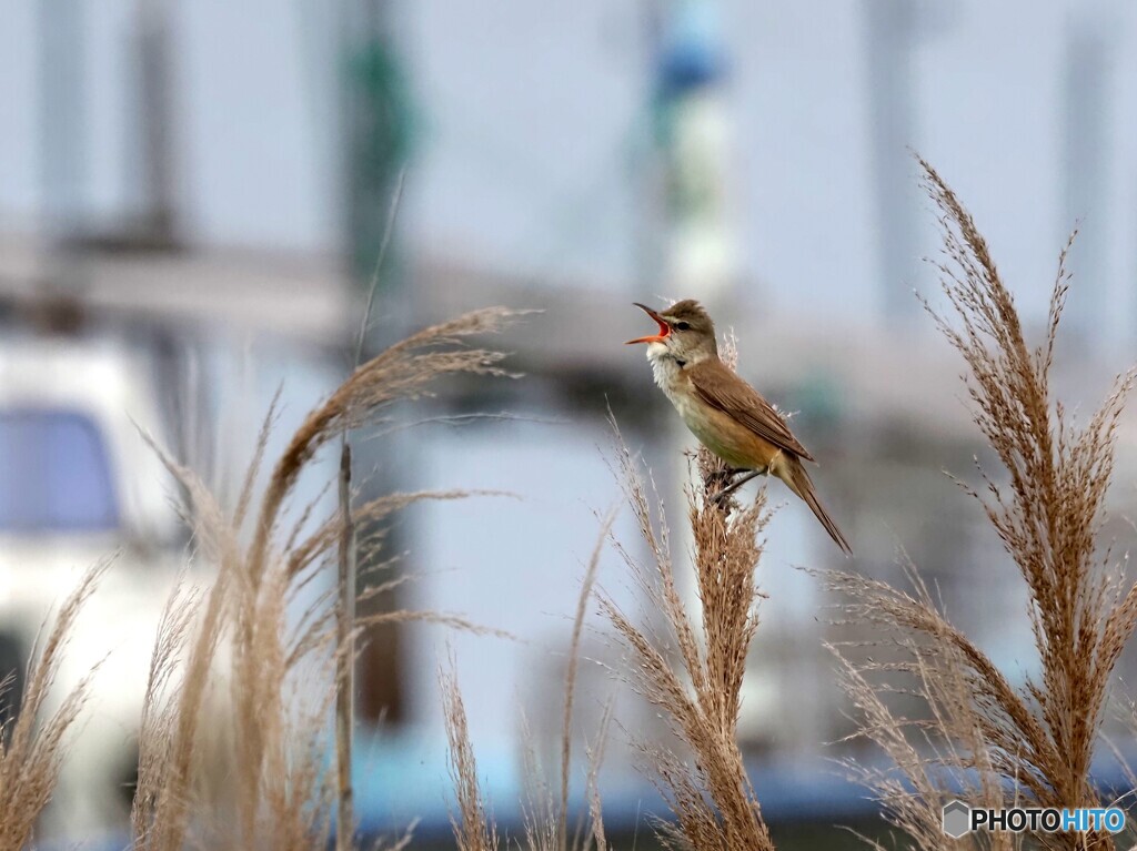オオヨシキリ120