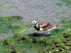 キョウジョシギ93
