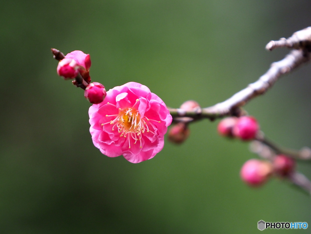 紅梅23-①