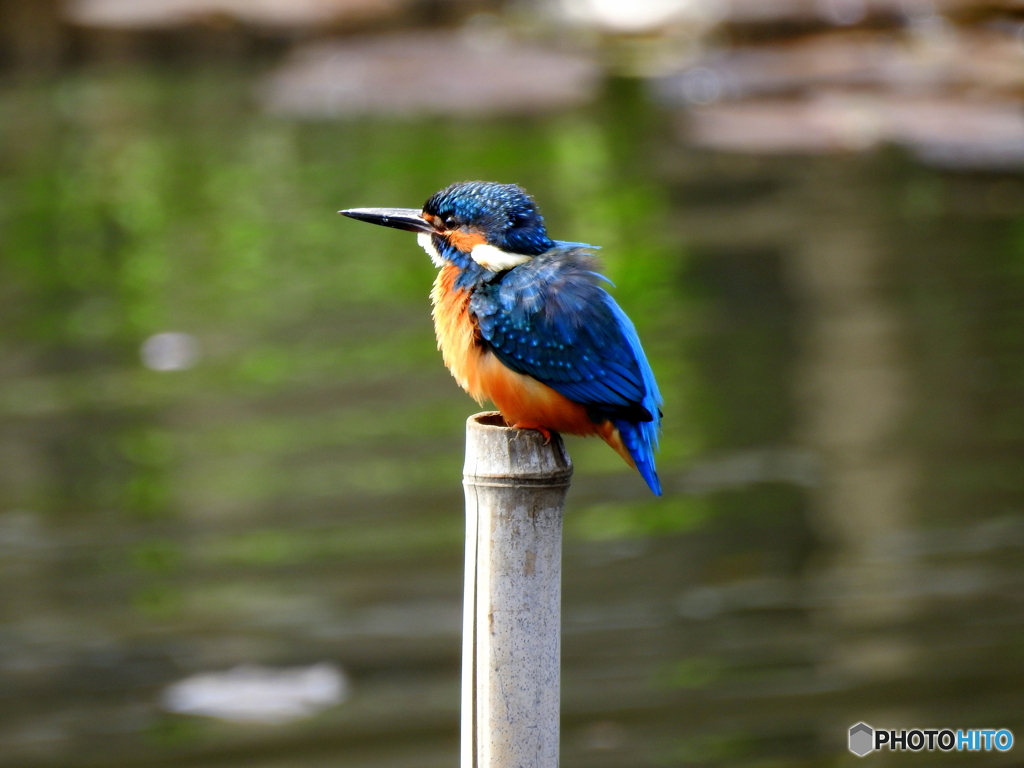 カワセミ247