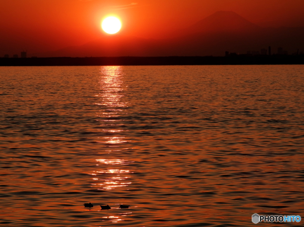 夕陽に浮かぶ水鳥と富士山