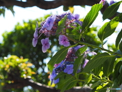 紫陽花19-⑧