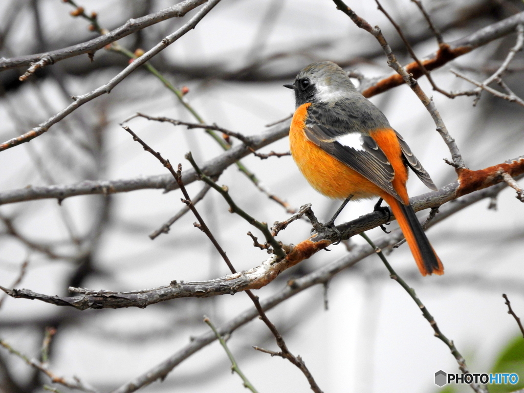 ジョウビタキ19