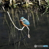 カワセミ56