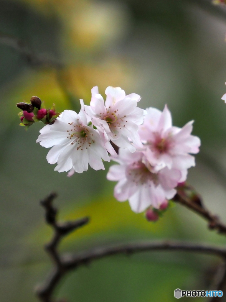 10月桜22-②