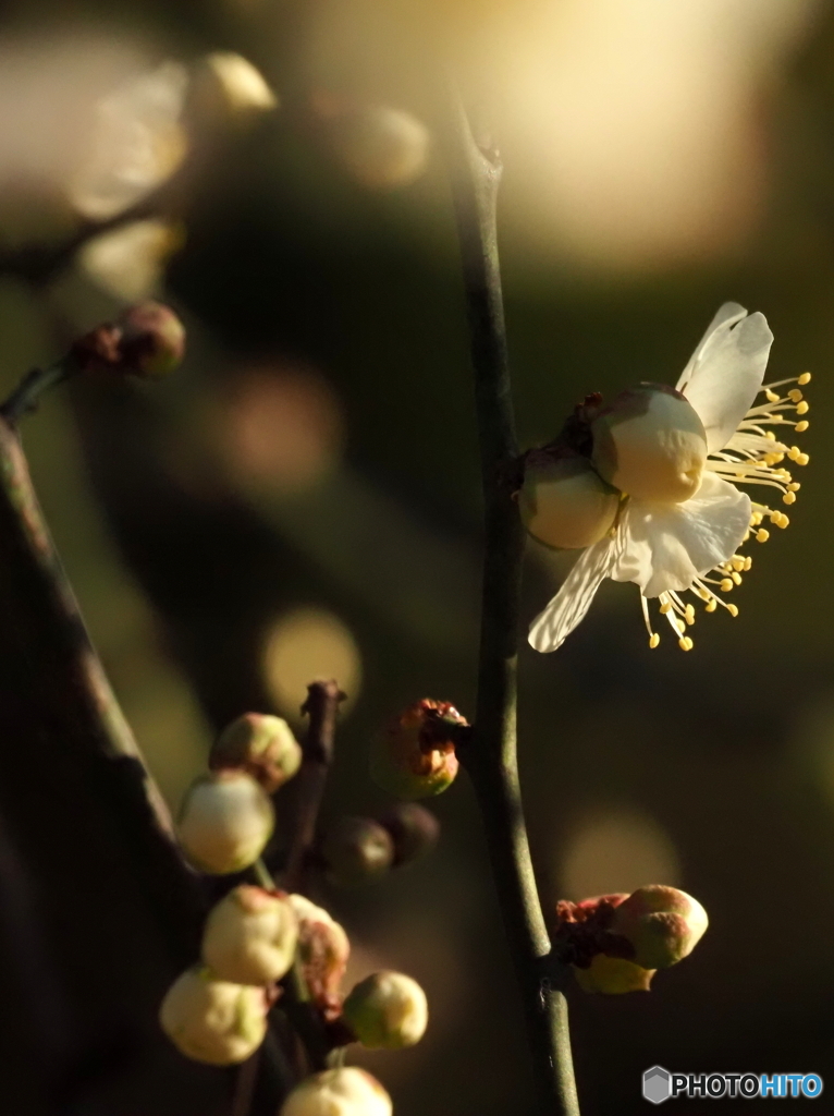白梅26-⑦