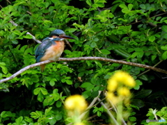 菜の花とカワセミ