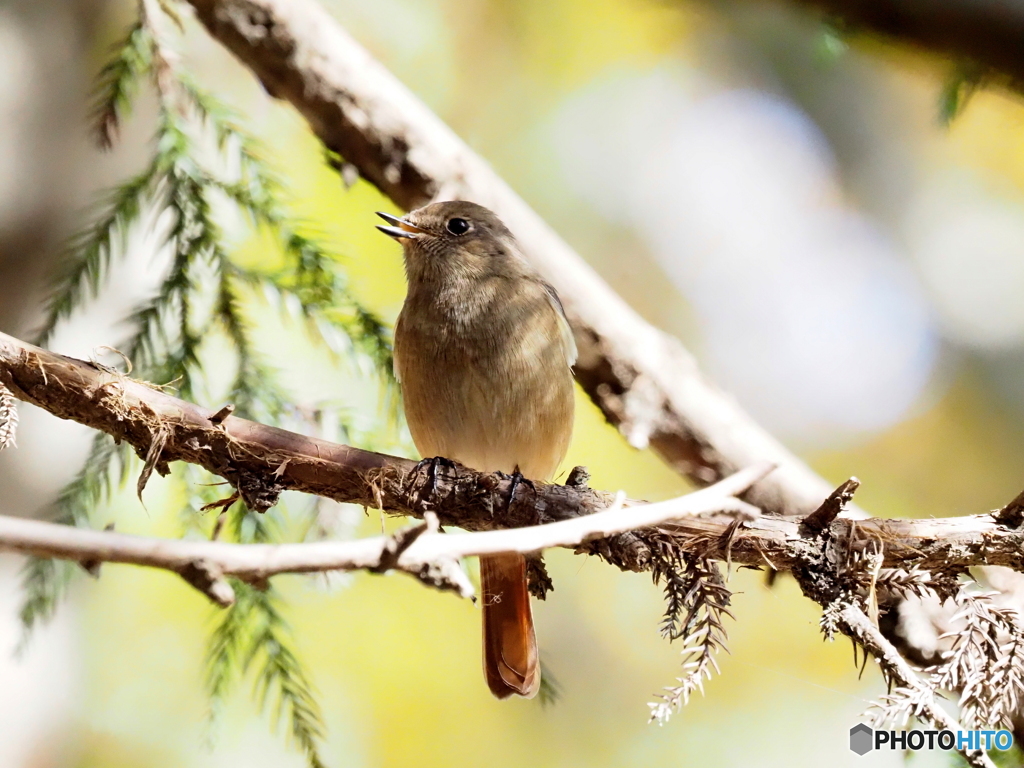 ジョウビタキ259