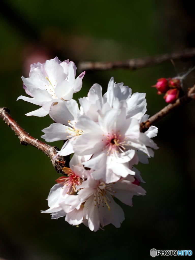 寒桜24-①
