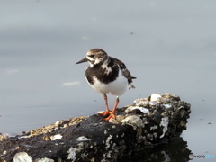 キョウジョシギ87
