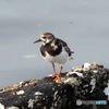 キョウジョシギ87
