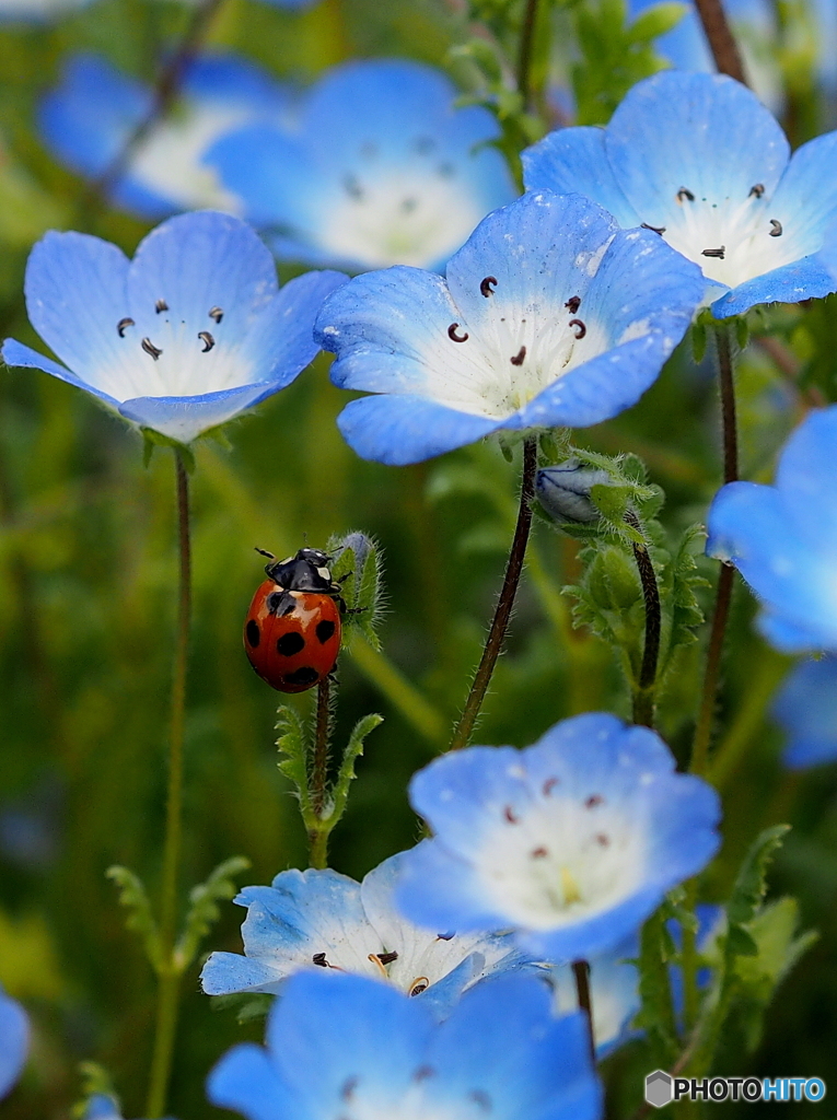 花とてんとう虫19-① by ムナ （ID：8684510） - 写真共有サイト:PHOTOHITO