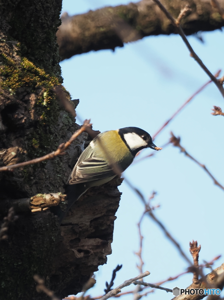 シジュウカラ371