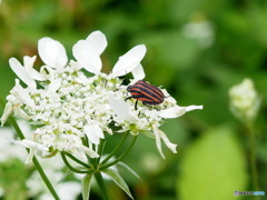 アカスジカメムシ