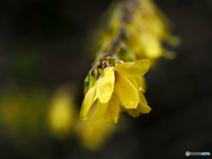 レンギョウ24-①