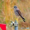 チョウゲンボウ82