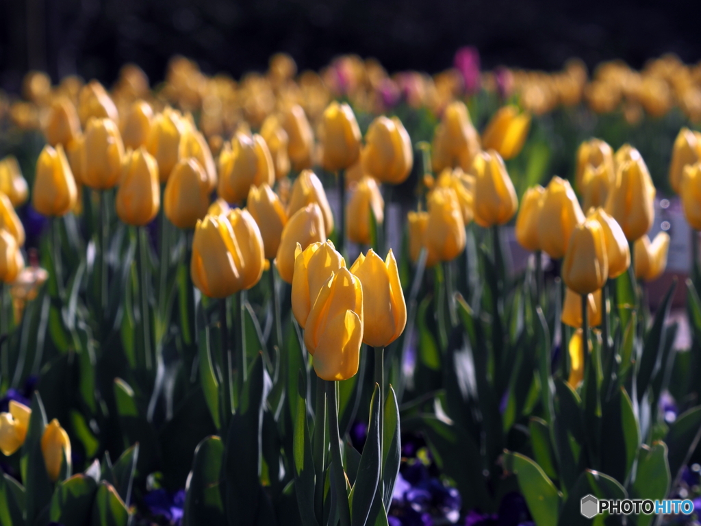 チューリップ22-②