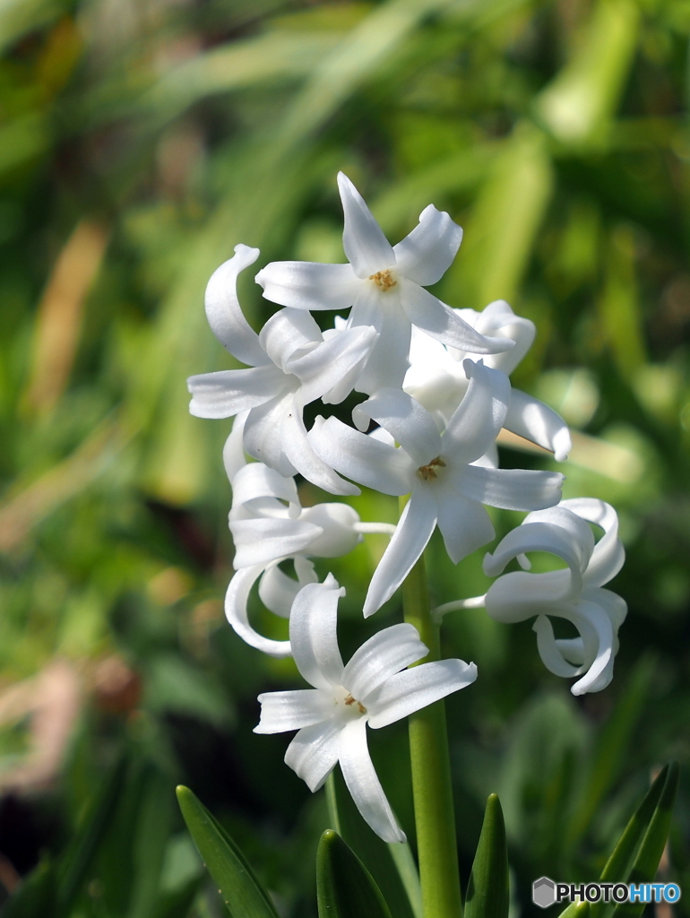 マウントタコマ23-①