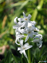 マウントタコマ23-①