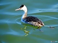 カンムリカイツブリ15