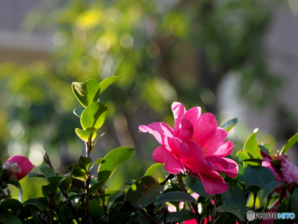 山茶花24-①