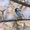 シジュウカラ245