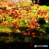 紅葉18-④