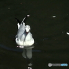ユリカモメ54