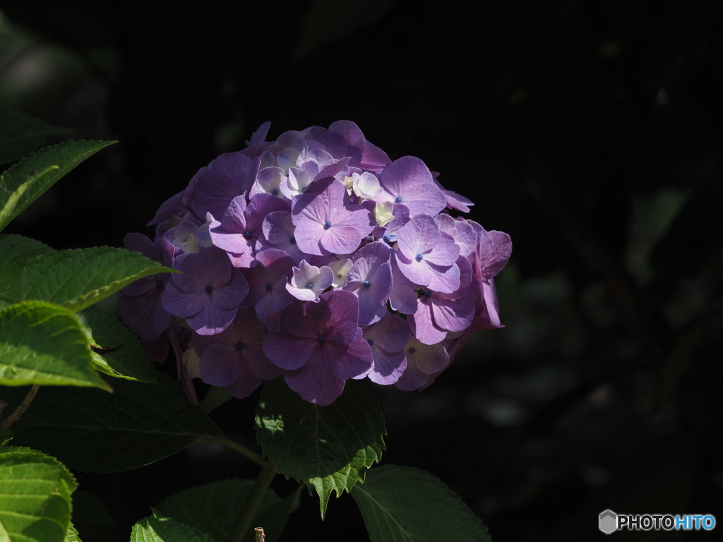 紫陽花22-10