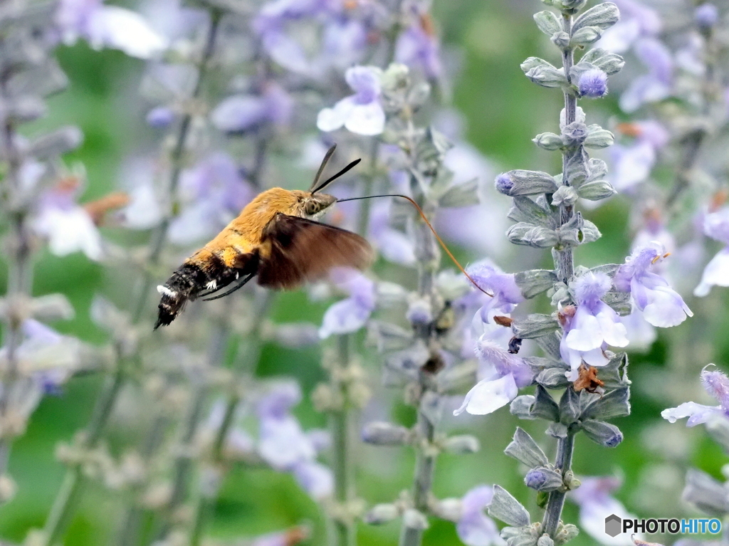 オオスカシバ25-③