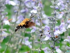 オオスカシバ25-③